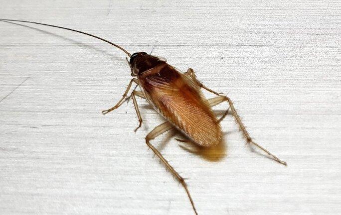 Cockroach crawling on the floor.