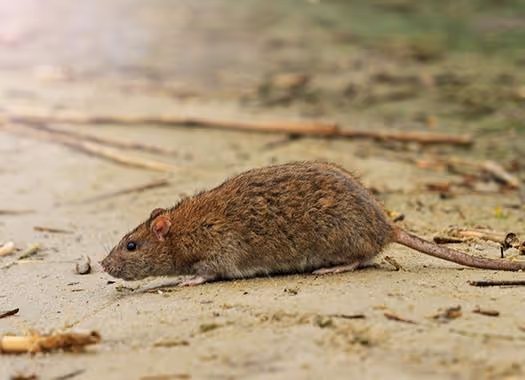 Rodent crawling on a debris filled walkway.
