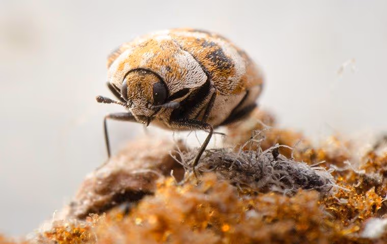 Carpet Beetle crawling on fibers.