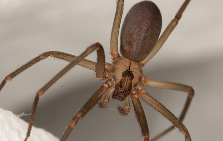 Brown Recluse Spider hanging in its web.