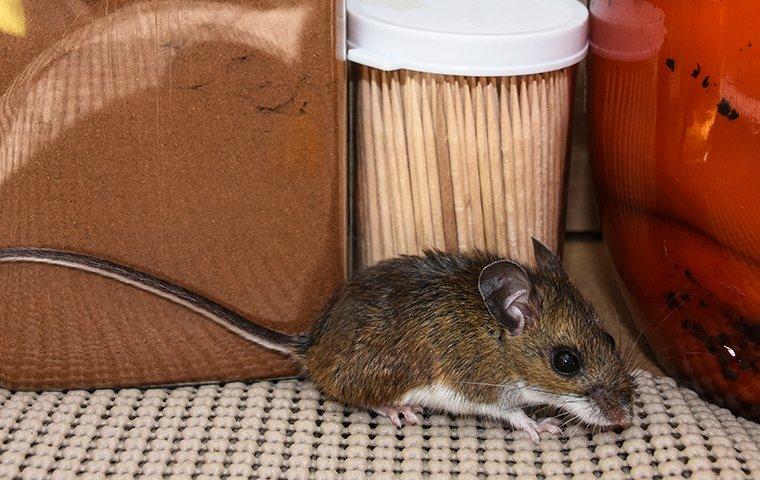 House mouse in a pantry.
