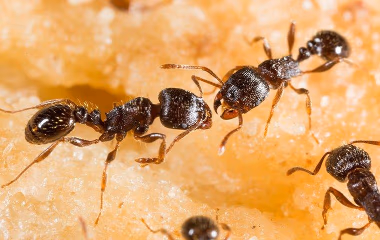 Many pavement ants in a home crawling on fruit