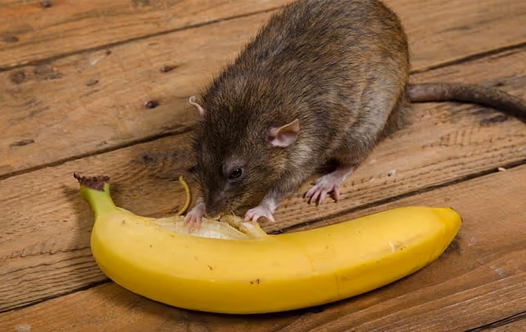 Rat peeling open a yellow banana on a wooden table.