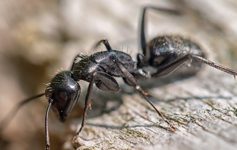 Carpenter Ant crawling on wood.