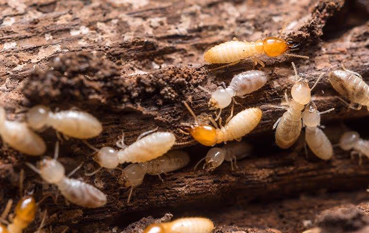 Termite infested wood.