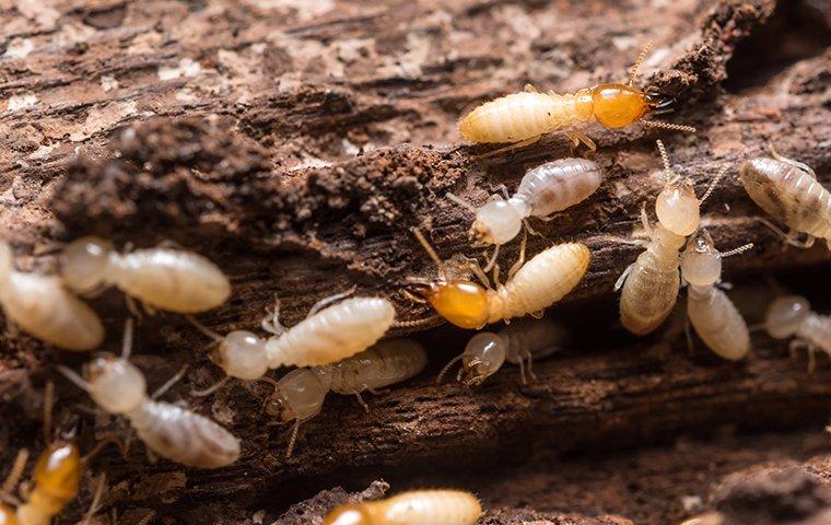 Termite infested wood.