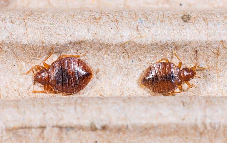 Bed bug infestation.