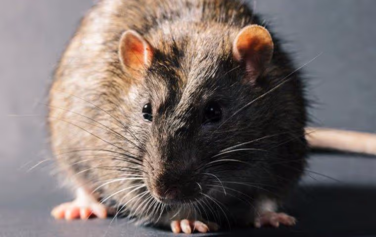 Rat on the floor.