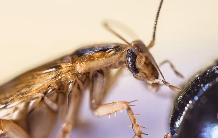 German Cockroach eating in a kitchen.