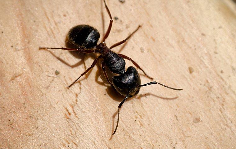 Carpenter Ant on a wooden board.