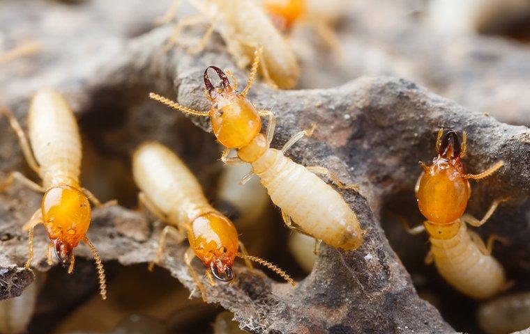 Termites in their nest.