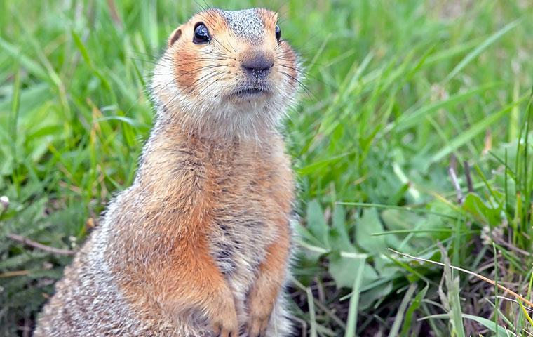 Gopher in a field of grass.