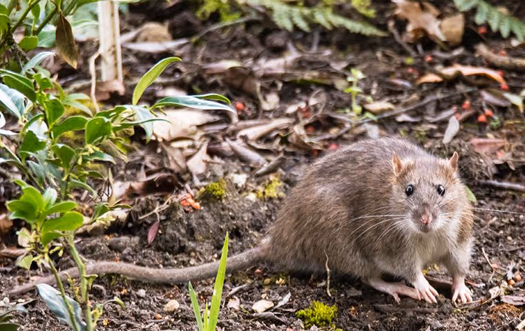 Norway rat in garden