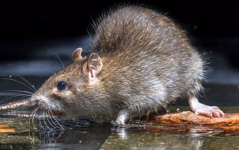 Rat drinking water