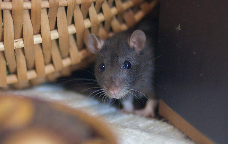Rat hiding behind furniture.