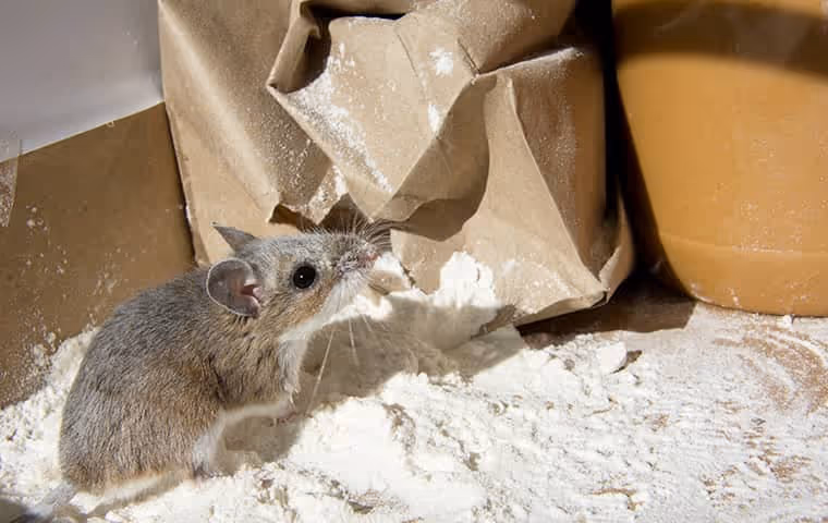 Mouse on a mound of spilled flour in a pantry.
