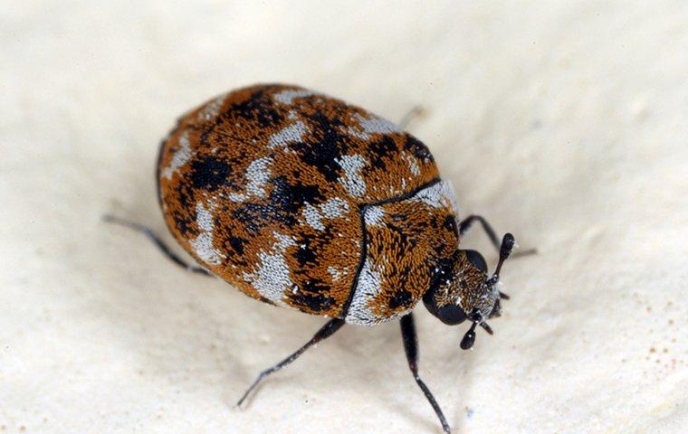 Carpet beetle in kitchen