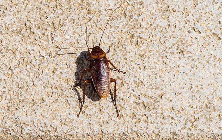Cockroach outside home