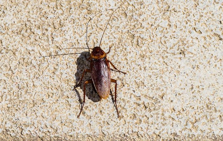 Cockroach outside home