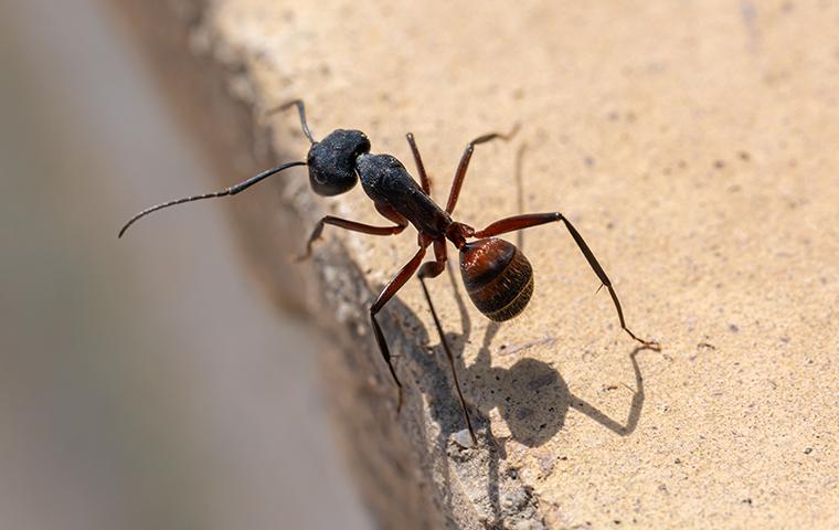 Ant crawling on cement