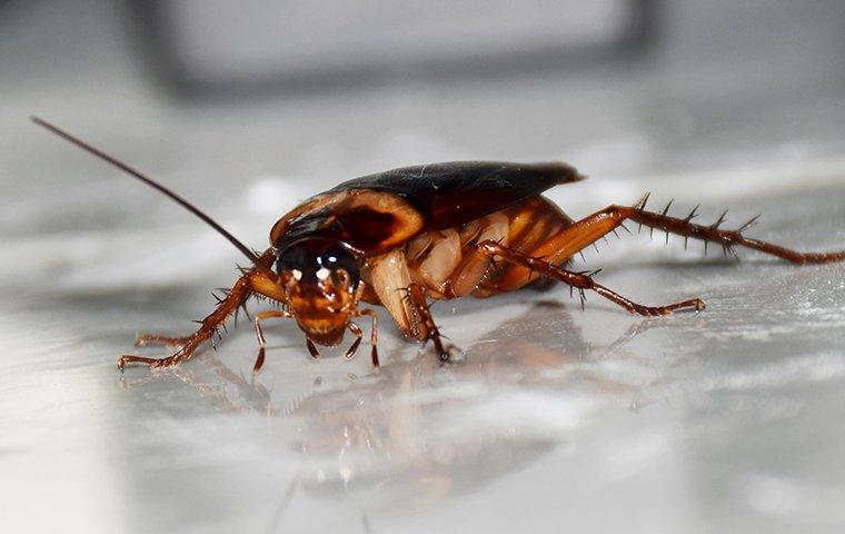 Cockroach in home