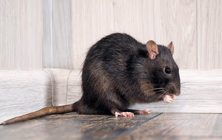 Roof rat in a home