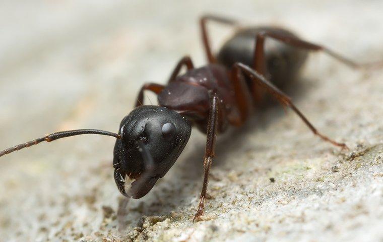 A carpenter ant crawling on sawdust