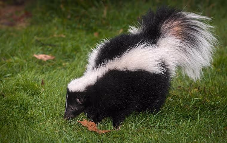 Skunk walking in a yard.