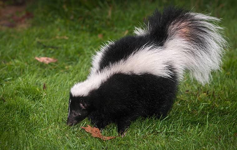 Skunk walking in a yard.