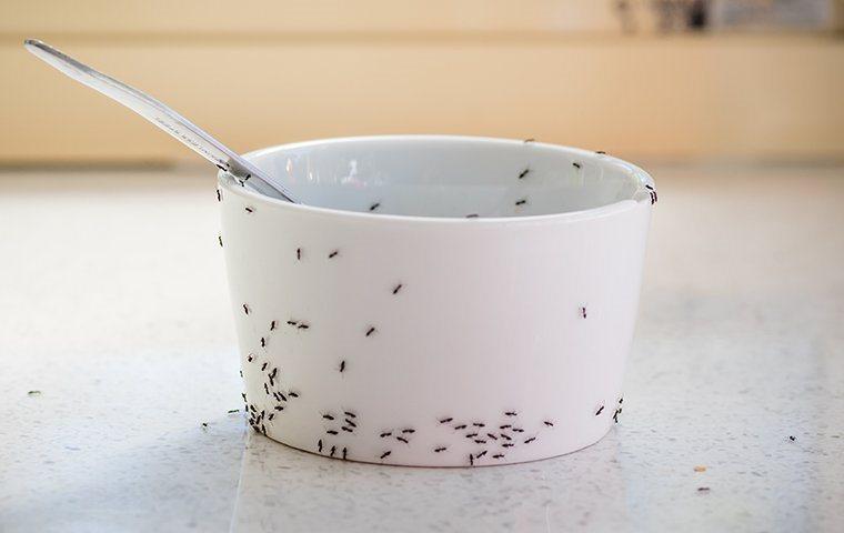Ants crawling on cup