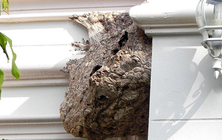 Wasp nest on home