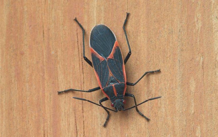 Boxelder Bug crawling on a wooden wall.