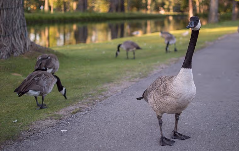 Canadian geese feeding in public park.