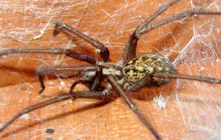 Hobo Spider in its web.