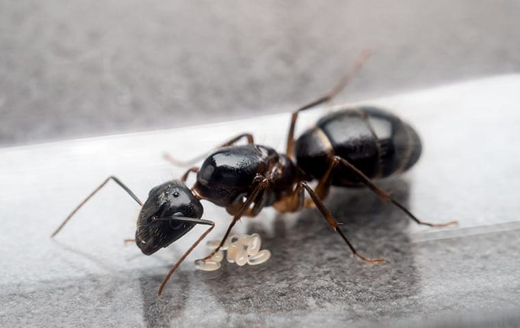 Carpenter ant on a kitchen counter