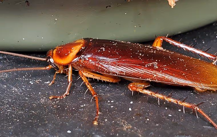American cockroach on a dirty dish
