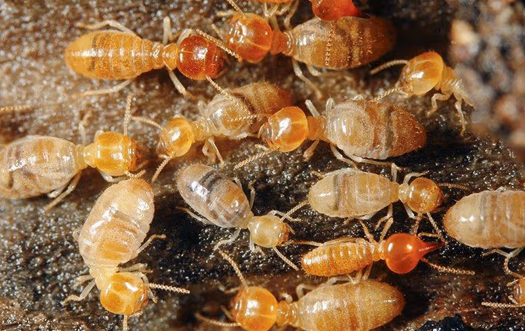 Termites chewing on rotten wood