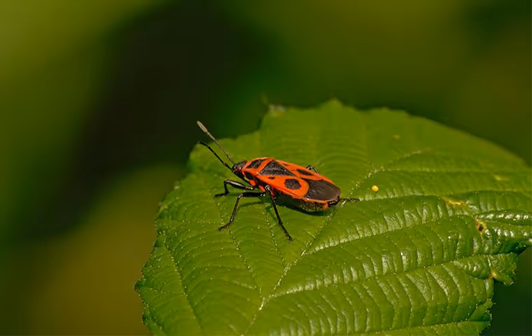 Elm seed bug on leaf