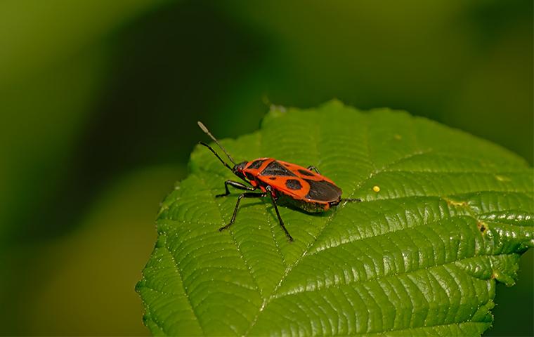 Elm seed bug on leaf