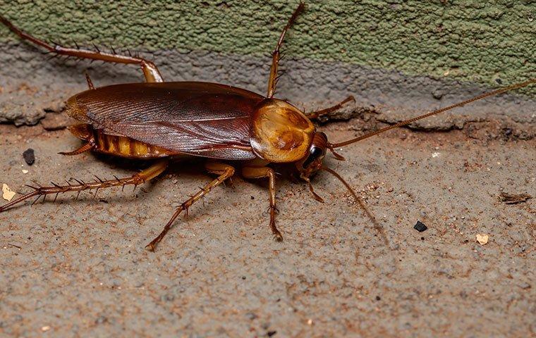 Cockroach on basement floor
