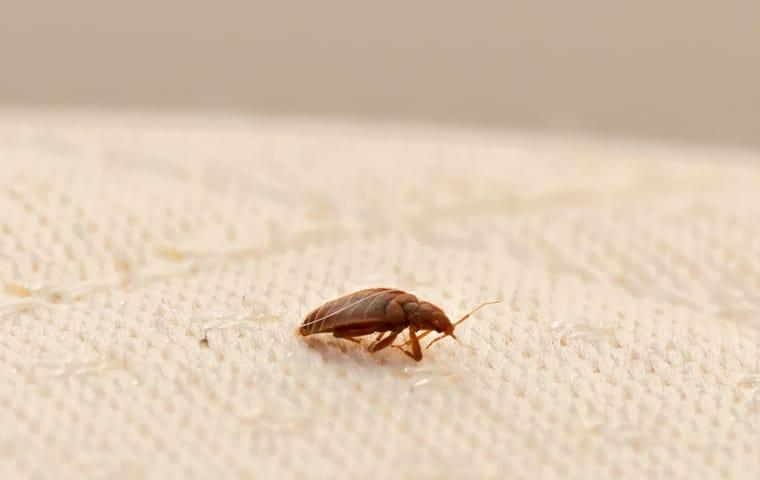 Bed bug on mattress