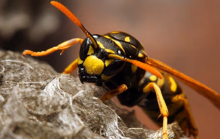 A yellow jacket wasp on her nest