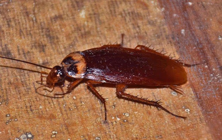 A cockroach on wooden surface