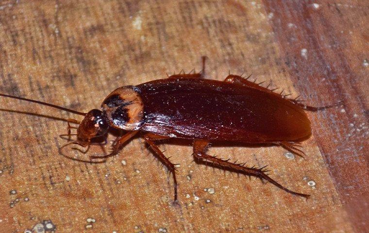 A cockroach on wooden surface