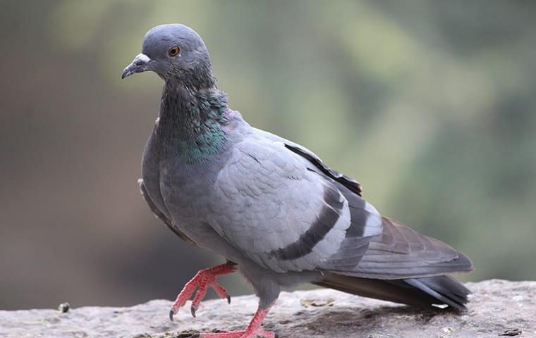 Pigeon pest birds