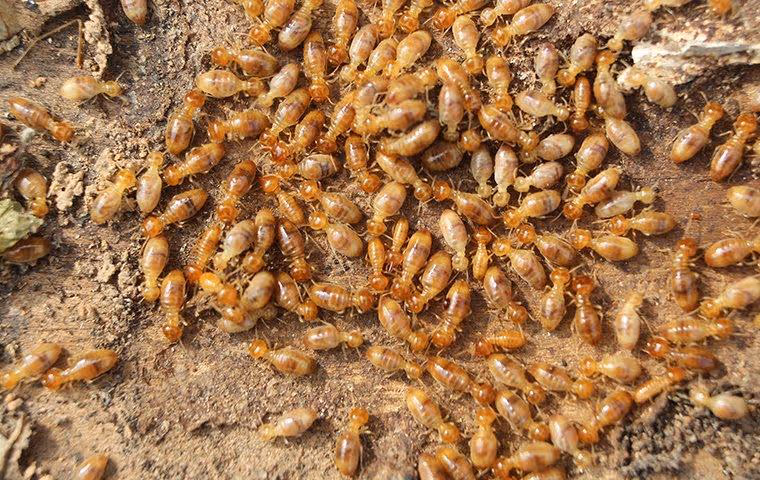 Swarm of termites on damaged wood
