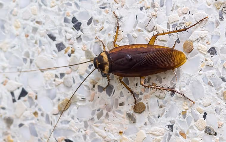 An American cockroach crawling in a bathroom