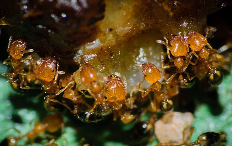 Up close image of pharaoh ants on food