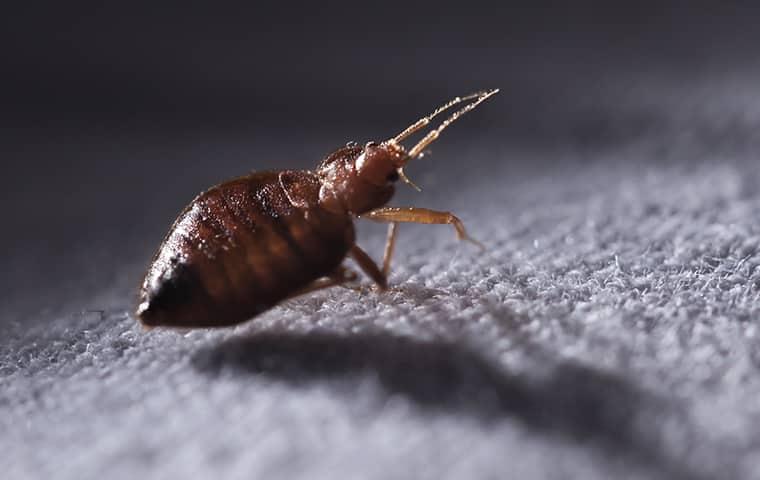 Bed bug indoors