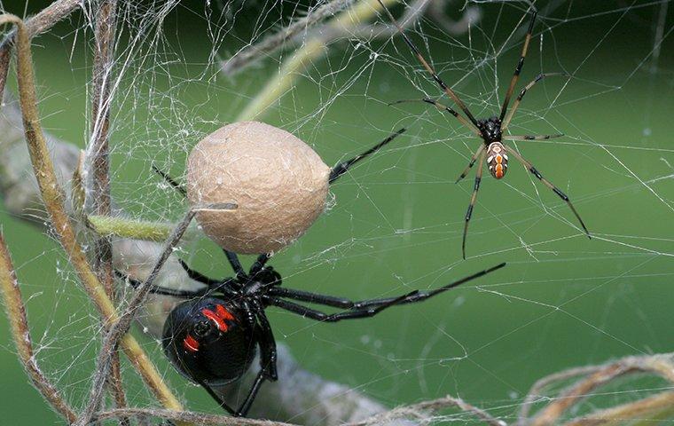 Black widow spiders male and female